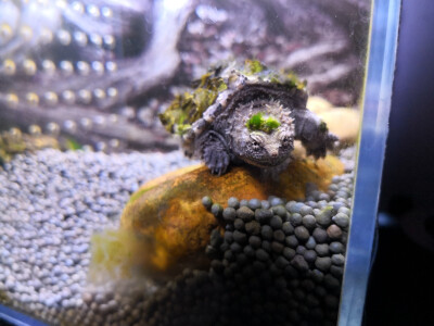 我的小伙伴们，是不是霸气又可爱？感谢他们陪我度过幸福快乐的每一天