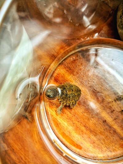 我的小伙伴们，是不是霸气又可爱？感谢他们陪我度过幸福快乐的每一天