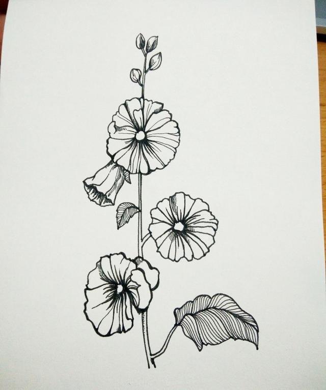 针管笔 动植物 黑白 线稿
细腻意境精致唯美
作者：会画画的云