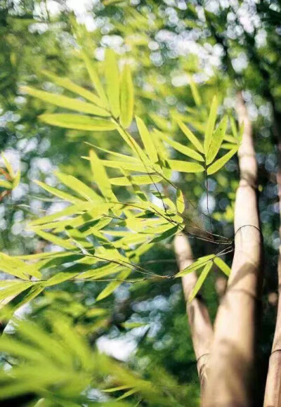 图各处／有心打扰 可惜风早相见不巧