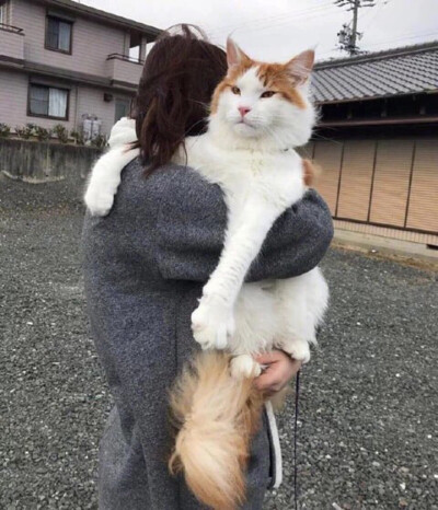 大猫