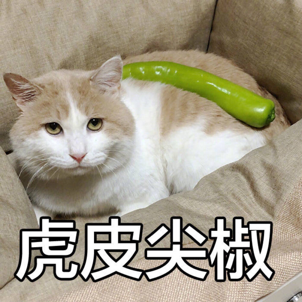 猫表情包 虎皮尖椒