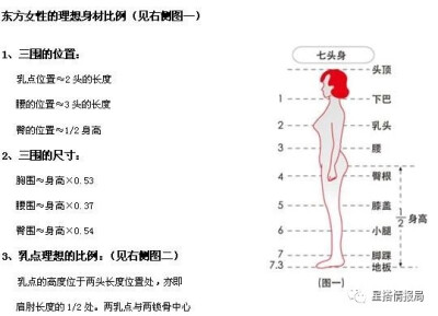 人体比例