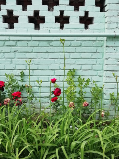 原创 花卉 摄影