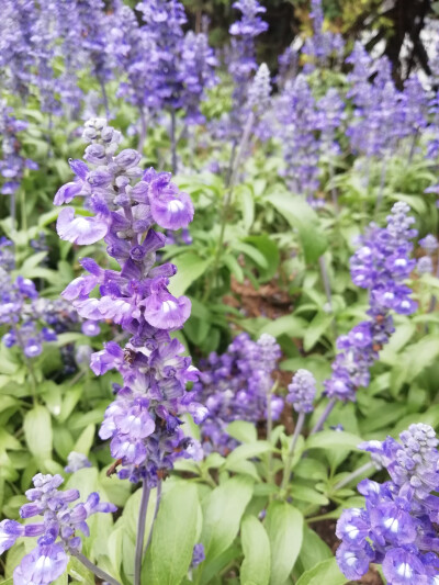 原创 花卉 摄影