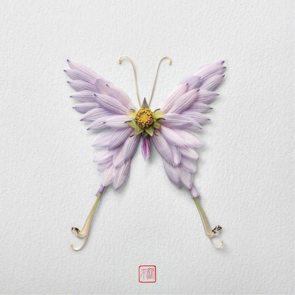 花蝴蝶