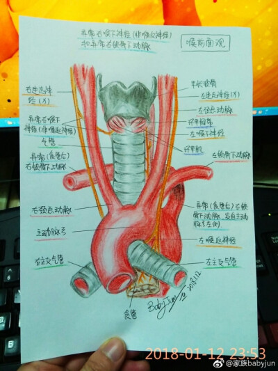 医学手绘，医学插画，医学美图