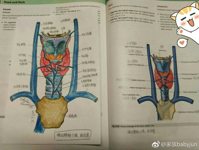 医学手绘，医学插画，医学美图