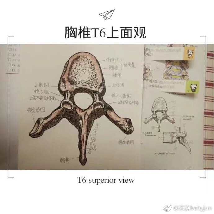 医学手绘，医学插画，医学美图