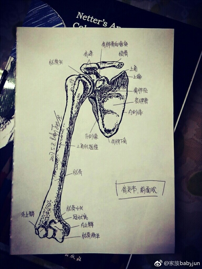 医学手绘，医学插画，医学美图