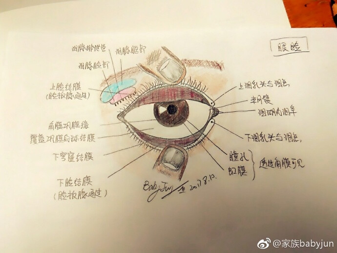 医学手绘，医学插画，医学美图