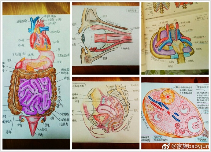 医学手绘，医学插画，医学美图