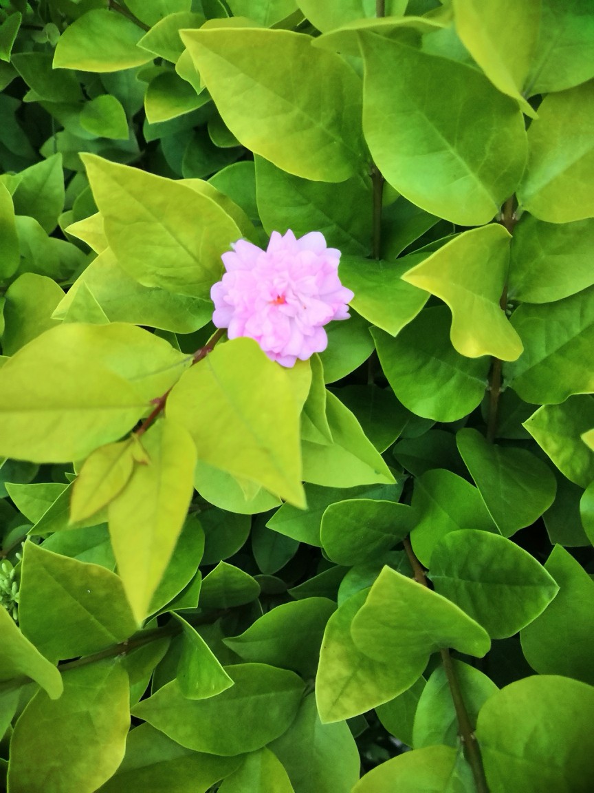 小朵朵