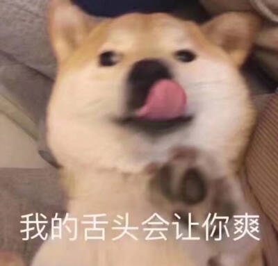 表情包 柴犬