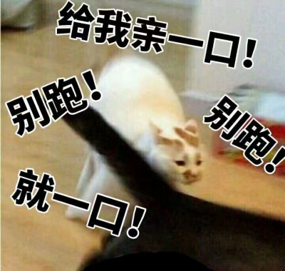 楼楼