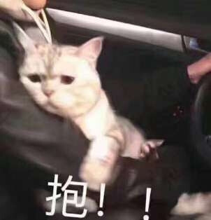 可爱的小猫