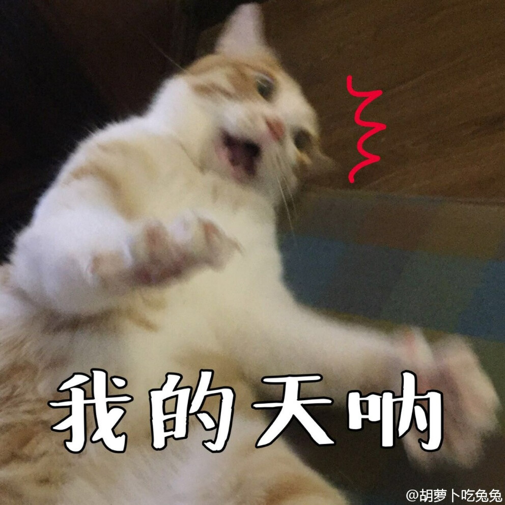 橘猫的表情包