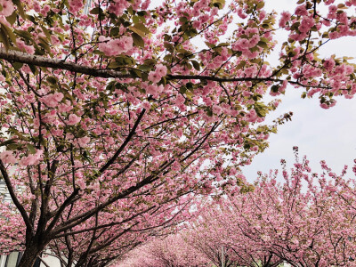 花开半夏