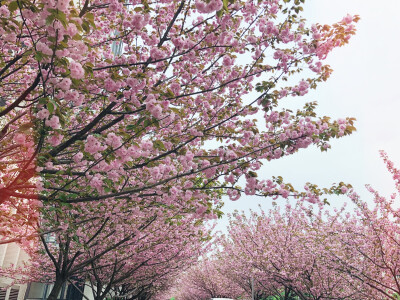 花开半夏