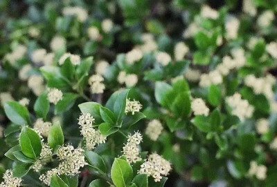 扶芳藤（Euonymus fortunei (Turcz.) Hand.-Mazz.）
扶芳藤是卫矛科卫矛属下的一种，产于江苏、浙江、安徽、江西、湖北、湖南、四川、陕西等省。生长于山坡丛林中。
扶芳藤属于常绿木木质藤本植物，高1至数米；小…