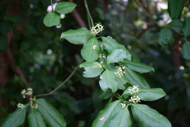 扶芳藤（Euonymus fortunei (Turcz.) Hand.-Mazz.）
扶芳藤是卫矛科卫矛属下的一种，产于江苏、浙江、安徽、江西、湖北、湖南、四川、陕西等省。生长于山坡丛林中。
扶芳藤属于常绿木木质藤本植物，高1至数米；小枝方梭不明显。叶薄革质，椭圆形、长方椭圆形或长倒卵形，宽窄变异较大，可窄至近披针形，长3.5-8厘米，边缘齿浅不明显，聚伞花序3-4次分枝；花序梗长1.5-3厘米，有花4-7朵，分枝中央有单花，花白绿色，4数，直径约6毫米；花丝细长，长2-3毫米，花药圆心形；蒴果粉红色，果皮光滑，近球状，直径6-12毫米。
花期6月，果期10月。
