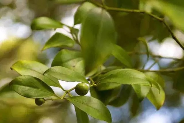 扶芳藤（Euonymus fortunei (Turcz.) Hand.-Mazz.）
扶芳藤是卫矛科卫矛属下的一种，产于江苏、浙江、安徽、江西、湖北、湖南、四川、陕西等省。生长于山坡丛林中。
扶芳藤属于常绿木木质藤本植物，高1至数米；小枝方梭不明显。叶薄革质，椭圆形、长方椭圆形或长倒卵形，宽窄变异较大，可窄至近披针形，长3.5-8厘米，边缘齿浅不明显，聚伞花序3-4次分枝；花序梗长1.5-3厘米，有花4-7朵，分枝中央有单花，花白绿色，4数，直径约6毫米；花丝细长，长2-3毫米，花药圆心形；蒴果粉红色，果皮光滑，近球状，直径6-12毫米。
花期6月，果期10月。
