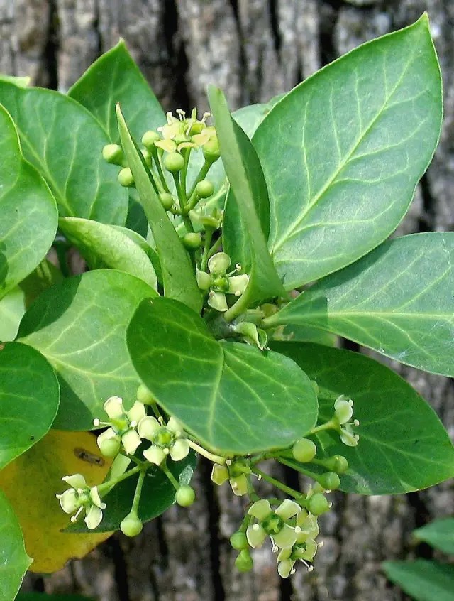 扶芳藤（Euonymus fortunei (Turcz.) Hand.-Mazz.）
扶芳藤是卫矛科卫矛属下的一种，产于江苏、浙江、安徽、江西、湖北、湖南、四川、陕西等省。生长于山坡丛林中。
扶芳藤属于常绿木木质藤本植物，高1至数米；小枝方梭不明显。叶薄革质，椭圆形、长方椭圆形或长倒卵形，宽窄变异较大，可窄至近披针形，长3.5-8厘米，边缘齿浅不明显，聚伞花序3-4次分枝；花序梗长1.5-3厘米，有花4-7朵，分枝中央有单花，花白绿色，4数，直径约6毫米；花丝细长，长2-3毫米，花药圆心形；蒴果粉红色，果皮光滑，近球状，直径6-12毫米。
花期6月，果期10月。
