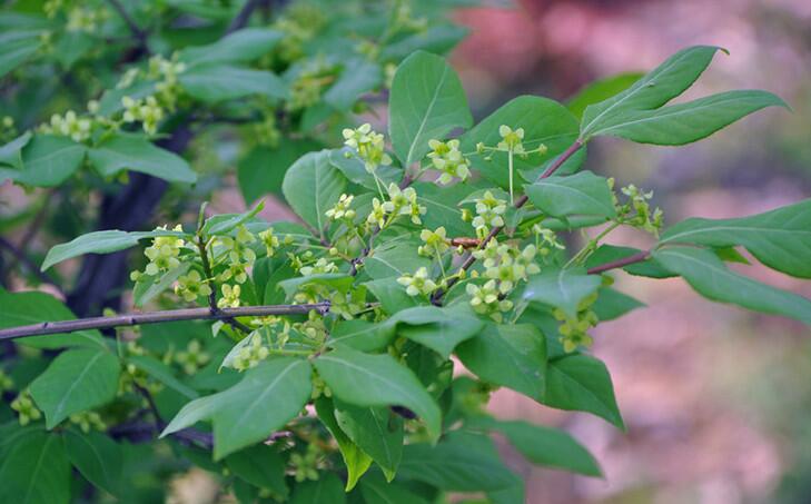 >> 卫矛科 Celastraceae >> 卫矛属 Euonymus
西南卫矛 Euonymus hamiltonianu
落叶小乔木，高5-6米。小枝具4棱。叶对生，卵状椭圆形、长圆状椭圆形或椭圆状披针形，长7-12厘米，宽3-7厘米，先端尖或钝，基部楔形或圆，边缘具浅波状钝圆锯齿，侧脉7-9对；叶柄长达5厘米。聚伞花序具5-多花；花序梗长1-2.5厘米。花4数，白绿色，径1-1.2厘米。花萼裂片半圆形；花瓣长圆形或倒卵状长圆形；雄蕊具花丝,生于扁方形花盘边缘上；子房4室，具花柱。蒴果倒三角形或倒卵圆形，径1-1.5厘米,熟时粉红带黄色，每室具1-2种子。种子棕红色，外被橙红色假种皮。花期5-6月，果期9-10月。