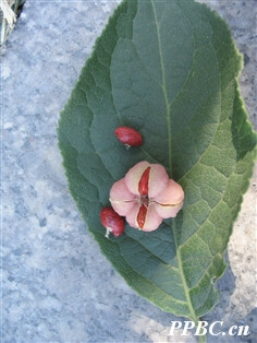 >> 卫矛科 Celastraceae >> 卫矛属 Euonymus
西南卫矛 Euonymus hamiltonianus
落叶小乔木，高5-6米。小枝具4棱。叶对生，卵状椭圆形、长圆状椭圆形或椭圆状披针形，长7-12厘米，宽3-7厘米，先端尖或钝，基部楔形或圆，边缘具浅波状钝圆锯齿，侧脉7-9对；叶柄长达5厘米。聚伞花序具5-多花；花序梗长1-2.5厘米。花4数，白绿色，径1-1.2厘米。花萼裂片半圆形；花瓣长圆形或倒卵状长圆形；雄蕊具花丝,生于扁方形花盘边缘上；子房4室，具花柱。蒴果倒三角形或倒卵圆形，径1-1.5厘米,熟时粉红带黄色，每室具1-2种子。种子棕红色，外被橙红色假种皮。花期5-6月，果期9-10月。