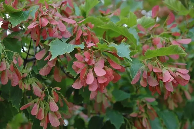 茶条槭（Acer ginnala Maxim.）
茶条槭是槭树科槭树属下的一种，原亚种ssp. ginnala，产黑龙江、吉林、辽宁、内蒙古、河北、山西、河南、陕西、甘肃。生于海拔800米以下的丛林中。蒙古、苏联西伯利亚东部、朝鲜和日本也有分布。
茶条槭属于落叶小乔木，高5-6米。树皮粗糙、微纵裂，灰色，稀深灰色或灰褐色。小枝细瘦，无毛，当年生枝绿色或紫绿色，皮孔椭圆形或近于圆形、淡白色。叶纸质，基部圆形，截形或略近于心脏形，叶片长圆卵形或长圆椭圆形，长6-10厘米，常较深的3-5裂；中央裂片锐尖或狭长锐尖，侧裂片通常钝尖，各裂片的边缘均具不整齐的钝尖锯齿，上面深绿色，无毛，下面淡绿色，近于无毛，伞房花序长6厘米，无毛，具多数的花，花杂性（同时具有雄花、雌花和两性花），雄花与两性花同株；花瓣5，长圆卵形白色，雄蕊8，与花瓣近于等长，花丝无毛，花药黄色；花柱无毛，长3-4毫米，顶端2裂，柱头平展或反卷。果实黄绿色或黄褐色；小坚果嫩时被长柔毛，脉纹显著，长8毫米，翅连同小坚果长2.5-3厘米，宽8-10毫米，中段较宽或两侧近于平行，张开近于直立或成锐角。
花期5月，果期10月。
