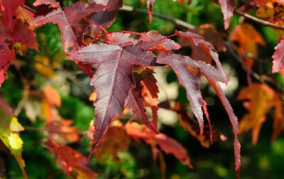 茶条槭（Acer ginnala Maxim.）
茶条槭是槭树科槭树属下的一种，原亚种ssp. ginnala，产黑龙江、吉林、辽宁、内蒙古、河北、山西、河南、陕西、甘肃。生于海拔800米以下的丛林中。蒙古、苏联西伯利亚东部、朝鲜和日…