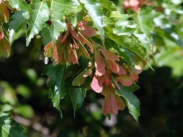 茶条槭（Acer ginnala Maxim.）
茶条槭是槭树科槭树属下的一种，原亚种ssp. ginnala，产黑龙江、吉林、辽宁、内蒙古、河北、山西、河南、陕西、甘肃。生于海拔800米以下的丛林中。蒙古、苏联西伯利亚东部、朝鲜和日本也有分布。
茶条槭属于落叶小乔木，高5-6米。树皮粗糙、微纵裂，灰色，稀深灰色或灰褐色。小枝细瘦，无毛，当年生枝绿色或紫绿色，皮孔椭圆形或近于圆形、淡白色。叶纸质，基部圆形，截形或略近于心脏形，叶片长圆卵形或长圆椭圆形，长6-10厘米，常较深的3-5裂；中央裂片锐尖或狭长锐尖，侧裂片通常钝尖，各裂片的边缘均具不整齐的钝尖锯齿，上面深绿色，无毛，下面淡绿色，近于无毛，伞房花序长6厘米，无毛，具多数的花，花杂性（同时具有雄花、雌花和两性花），雄花与两性花同株；花瓣5，长圆卵形白色，雄蕊8，与花瓣近于等长，花丝无毛，花药黄色；花柱无毛，长3-4毫米，顶端2裂，柱头平展或反卷。果实黄绿色或黄褐色；小坚果嫩时被长柔毛，脉纹显著，长8毫米，翅连同小坚果长2.5-3厘米，宽8-10毫米，中段较宽或两侧近于平行，张开近于直立或成锐角。
花期5月，果期10月。
