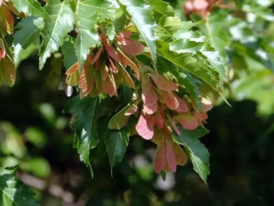 茶条槭（Acer ginnala Maxim.）
茶条槭是槭树科槭树属下的一种，原亚种ssp. ginnala，产黑龙江、吉林、辽宁、内蒙古、河北、山西、河南、陕西、甘肃。生于海拔800米以下的丛林中。蒙古、苏联西伯利亚东部、朝鲜和日…