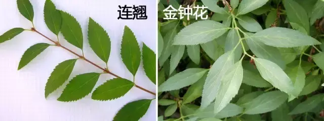 二 . 金钟花（Forsythia viridissima Lindl.）
金钟花是木犀科连翘属下的一种，产于江浙、两湖、安徽、江西、福建、云南。生山地、谷地或河谷边林缘，各地均有种植。
金钟花属于落叶灌木，高可达3米，全株除花萼裂片边缘具睫毛外，其余均无毛。枝棕褐色或红棕色，直立，小枝绿色或黄绿色，呈四棱形，皮孔明显，具片状髓。叶片长椭圆形至披针形，或倒卵状长椭圆形，长3.5-15厘米，先端锐尖，基部楔形，通常上半部具不规则锐锯齿或粗锯齿，稀近全缘，上面深绿色，下面淡绿色，中脉和侧脉在上面凹入，下面凸起。
花1-3（-4）朵着生于叶腋，先于叶开放；花梗长3-7毫米；花萼长3.5-5毫米，具睫毛；花冠深黄色，长1.1-2.5厘米，花冠管长5-6毫米，裂片狭长圆形至长圆形，长0.6-1.8厘米，内面基部具桔黄色条纹，反卷
花期3-4月，果期8-11月。
