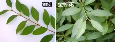 二 . 金钟花（Forsythia viridissima Lindl.）
金钟花是木犀科连翘属下的一种，产于江浙、两湖、安徽、江西、福建、云南。生山地、谷地或河谷边林缘，各地均有种植。
金钟花属于落叶灌木，高可达3米，全株除花萼裂…