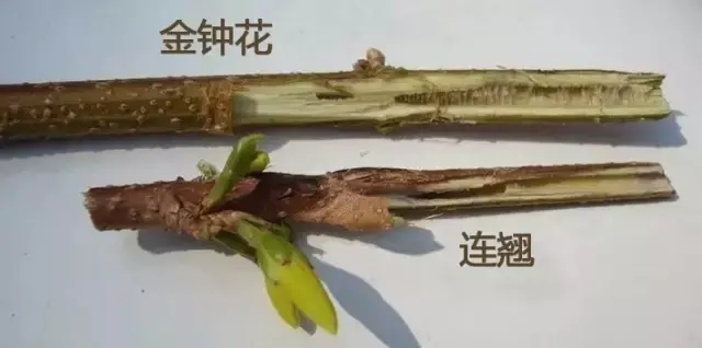 二 . 金钟花（Forsythia viridissima Lindl.）
金钟花是木犀科连翘属下的一种，产于江浙、两湖、安徽、江西、福建、云南。生山地、谷地或河谷边林缘，各地均有种植。
金钟花属于落叶灌木，高可达3米，全株除花萼裂片边缘具睫毛外，其余均无毛。枝棕褐色或红棕色，直立，小枝绿色或黄绿色，呈四棱形，皮孔明显，具片状髓。叶片长椭圆形至披针形，或倒卵状长椭圆形，长3.5-15厘米，先端锐尖，基部楔形，通常上半部具不规则锐锯齿或粗锯齿，稀近全缘，上面深绿色，下面淡绿色，中脉和侧脉在上面凹入，下面凸起。
花1-3（-4）朵着生于叶腋，先于叶开放；花梗长3-7毫米；花萼长3.5-5毫米，具睫毛；花冠深黄色，长1.1-2.5厘米，花冠管长5-6毫米，裂片狭长圆形至长圆形，长0.6-1.8厘米，内面基部具桔黄色条纹，反卷
花期3-4月，果期8-11月。
