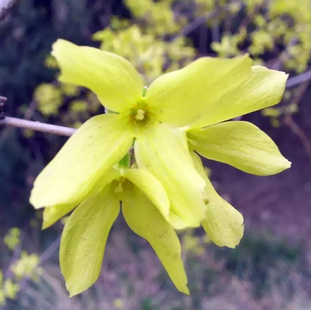 二 . 金钟花（Forsythia viridissima Lindl.）
金钟花是木犀科连翘属下的一种，产于江浙、两湖、安徽、江西、福建、云南。生山地、谷地或河谷边林缘，各地均有种植。
金钟花属于落叶灌木，高可达3米，全株除花萼裂片边缘具睫毛外，其余均无毛。枝棕褐色或红棕色，直立，小枝绿色或黄绿色，呈四棱形，皮孔明显，具片状髓。叶片长椭圆形至披针形，或倒卵状长椭圆形，长3.5-15厘米，先端锐尖，基部楔形，通常上半部具不规则锐锯齿或粗锯齿，稀近全缘，上面深绿色，下面淡绿色，中脉和侧脉在上面凹入，下面凸起。
花1-3（-4）朵着生于叶腋，先于叶开放；花梗长3-7毫米；花萼长3.5-5毫米，具睫毛；花冠深黄色，长1.1-2.5厘米，花冠管长5-6毫米，裂片狭长圆形至长圆形，长0.6-1.8厘米，内面基部具桔黄色条纹，反卷
花期3-4月，果期8-11月。
