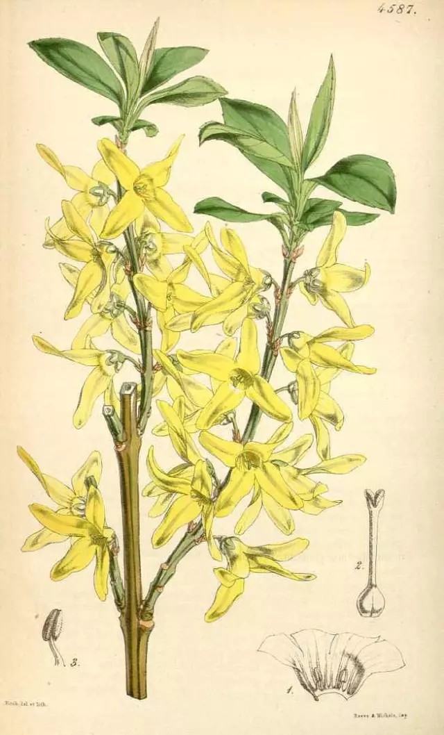 二 . 金钟花（Forsythia viridissima Lindl.）
金钟花是木犀科连翘属下的一种，产于江浙、两湖、安徽、江西、福建、云南。生山地、谷地或河谷边林缘，各地均有种植。
金钟花属于落叶灌木，高可达3米，全株除花萼裂片边缘具睫毛外，其余均无毛。枝棕褐色或红棕色，直立，小枝绿色或黄绿色，呈四棱形，皮孔明显，具片状髓。叶片长椭圆形至披针形，或倒卵状长椭圆形，长3.5-15厘米，先端锐尖，基部楔形，通常上半部具不规则锐锯齿或粗锯齿，稀近全缘，上面深绿色，下面淡绿色，中脉和侧脉在上面凹入，下面凸起。
花1-3（-4）朵着生于叶腋，先于叶开放；花梗长3-7毫米；花萼长3.5-5毫米，具睫毛；花冠深黄色，长1.1-2.5厘米，花冠管长5-6毫米，裂片狭长圆形至长圆形，长0.6-1.8厘米，内面基部具桔黄色条纹，反卷
花期3-4月，果期8-11月。
