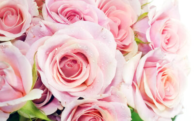 唯美粉色玫瑰花背景图片