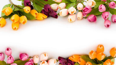 彩色郁金香花框背景图片