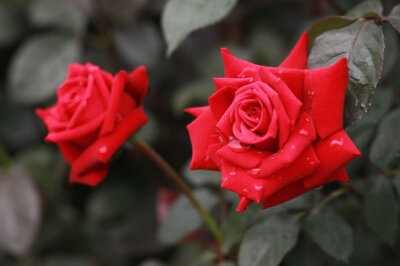 带水珠的红色玫瑰花图片