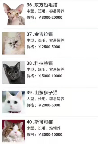 猫品种