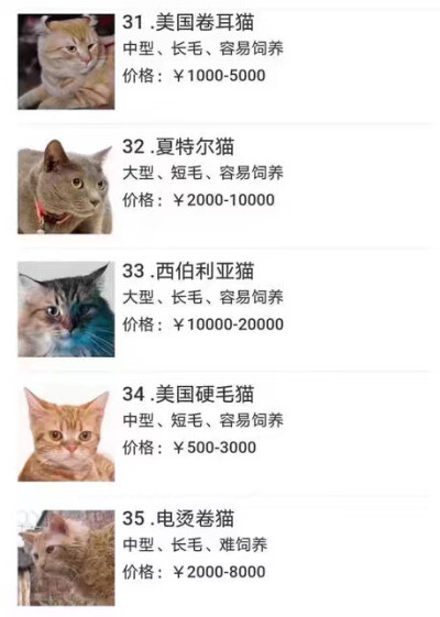 猫品种