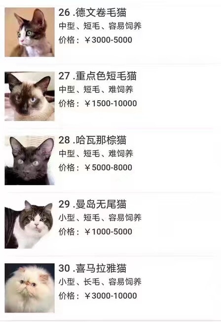 猫品种