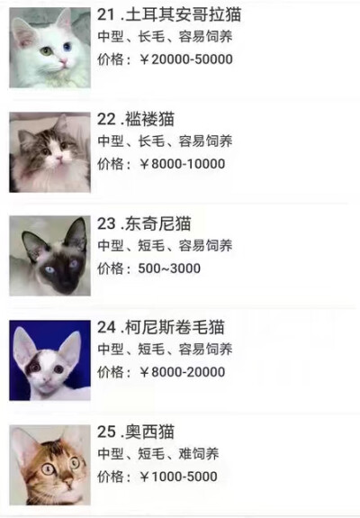 猫品种