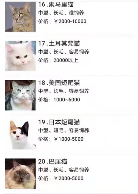 猫品种