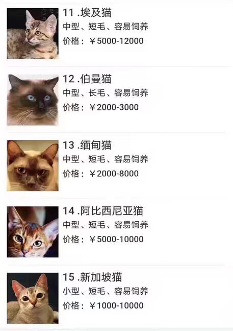 猫品种