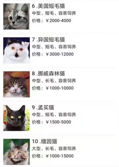 猫品种