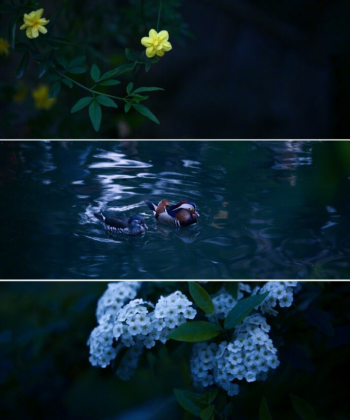 想舀一瓢這一年這個季節的江南煙雨，輕舟綠衣為酒曲，只為釀制一整年的百轉漣漪。photo | @子-夜鳥 ​​​​