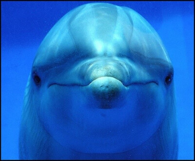 微笑海豚